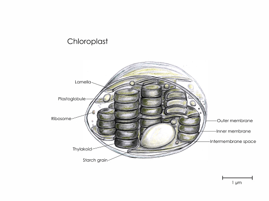 Wissenschaftliche Illustration einen Chloroplast.