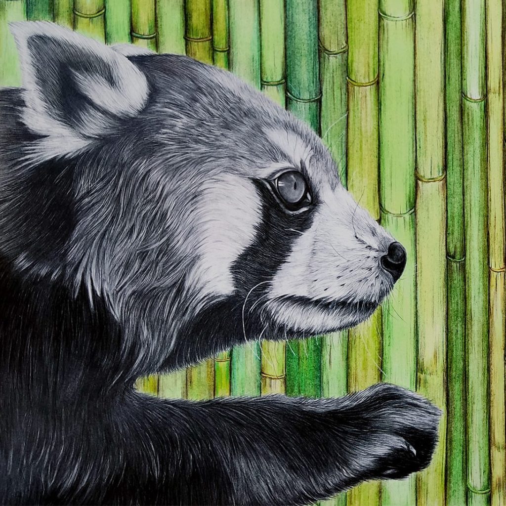 Zeichnung einen Roten Pandas von Romana Feitsch.