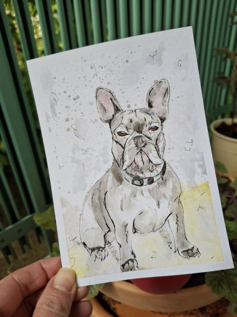 Französische Bulldogge