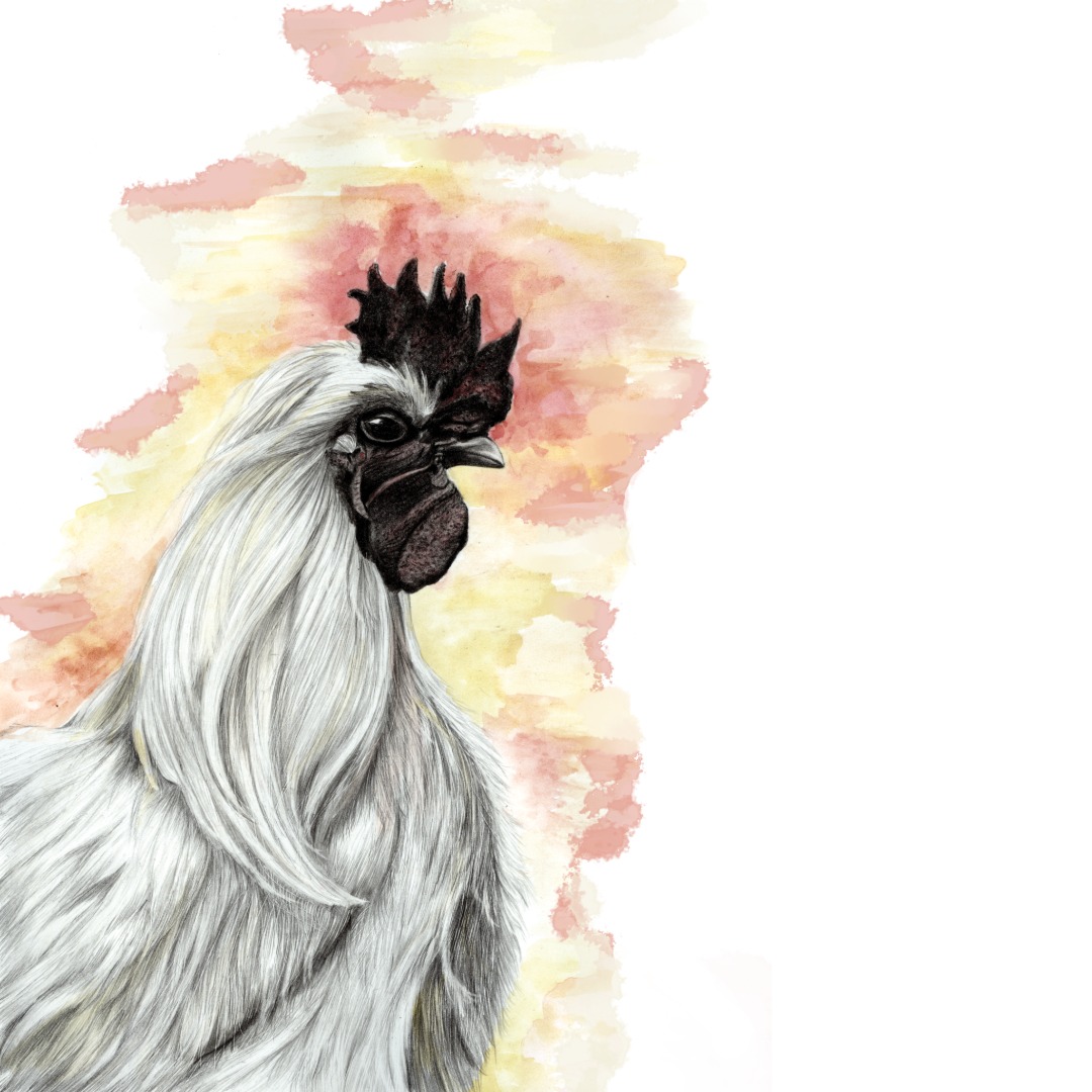 Zeichnung eines Huhns in Bleistift und Aquarell